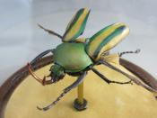 Watch Thumbnail Image