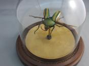 Watch Thumbnail Image