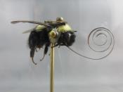 Watch Thumbnail Image