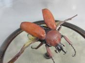 Watch Thumbnail Image